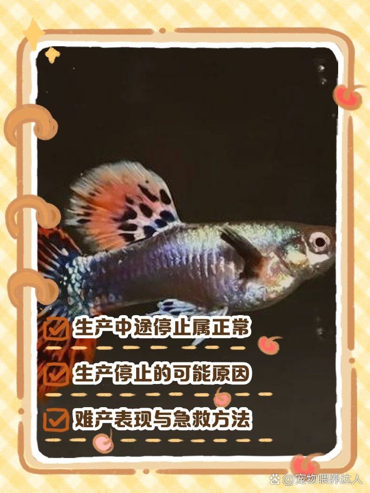 孔雀魚(yú)大肚子2個(gè)月還沒(méi)生【孔雀魚(yú)大肚子2個(gè)月還沒(méi)生產(chǎn)是怎么回事？】