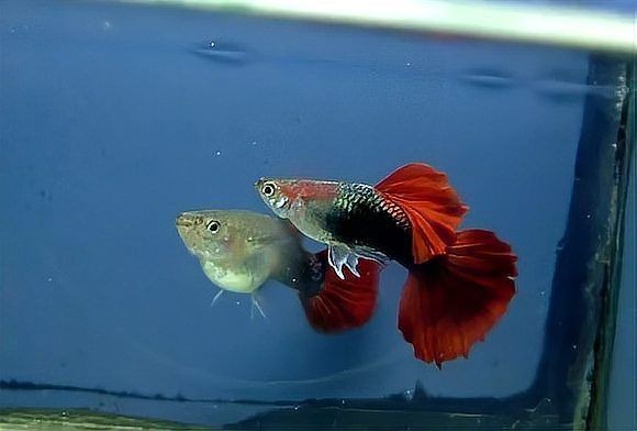 孔雀魚(yú)大肚子2個(gè)月還沒(méi)生【孔雀魚(yú)大肚子2個(gè)月還沒(méi)生產(chǎn)是怎么回事？】