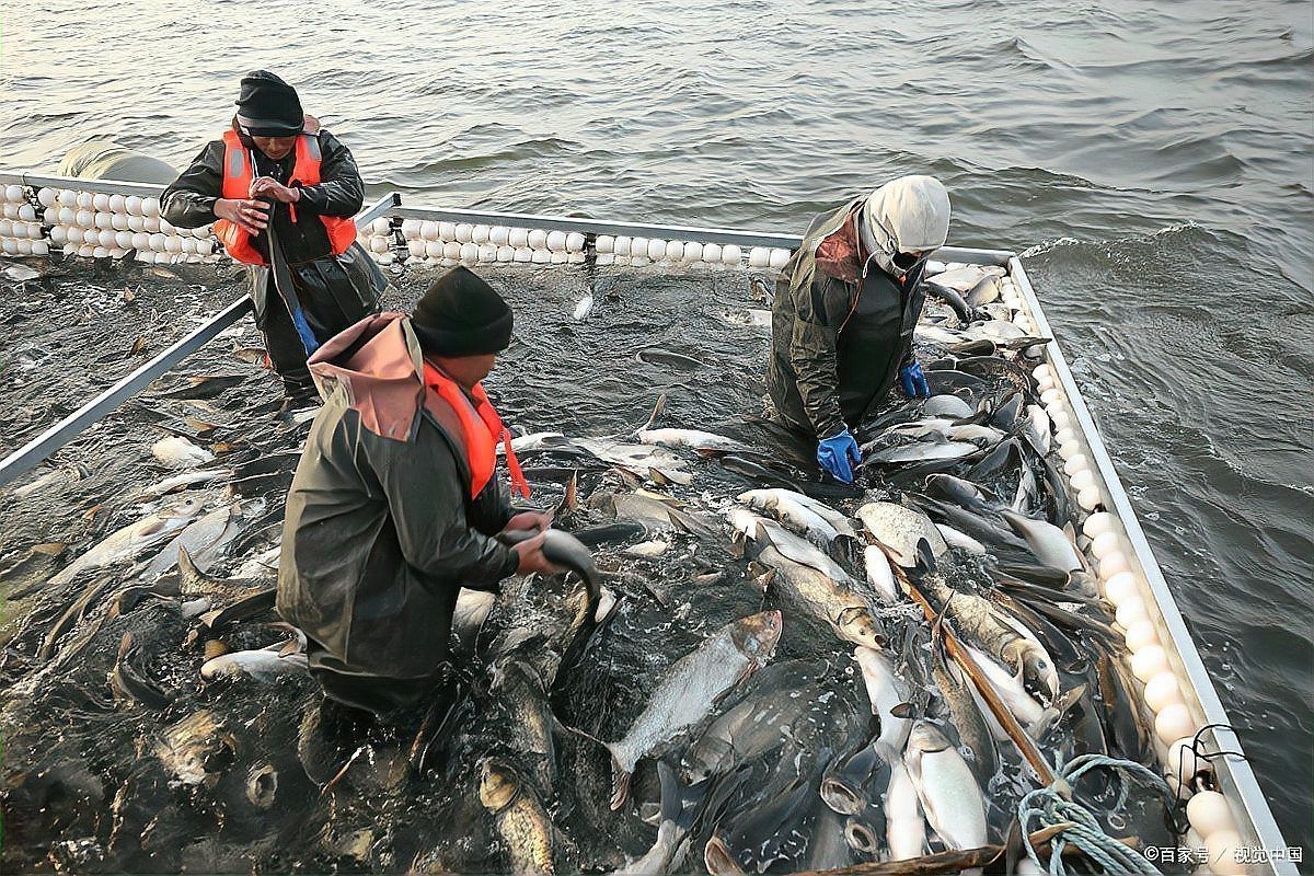 電魚被逮到拘留規定【電魚行為的法律后果】