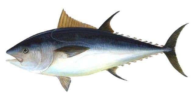 金槍魚10元一斤是真的嗎【關(guān)于“金槍魚10元一斤是真的嗎”金槍魚價格大揭秘】