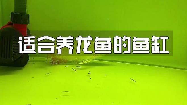 紅龍幼體需要多大的魚缸？【紅龍幼體的基本需求】