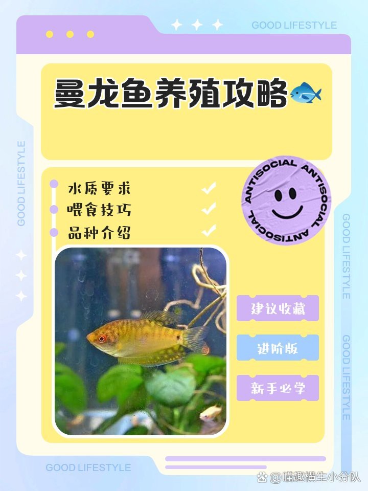 曼龍魚多久喂一次？【喵趣橫生小分隊,曼龍魚一天喂幾次】