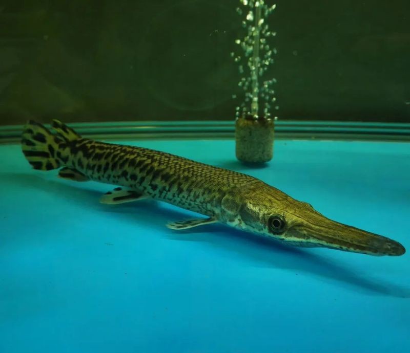 鱷雀鱔和黃金猛魚哪個厲害【鱷雀鱔與黃金猛魚的對比】