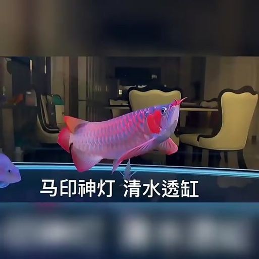 龍人最好的三個職業【《龍人最好的三個職業》】 龍人最好的三個職業【《龍人最好的三個職業》】 龍魚百科 第5張