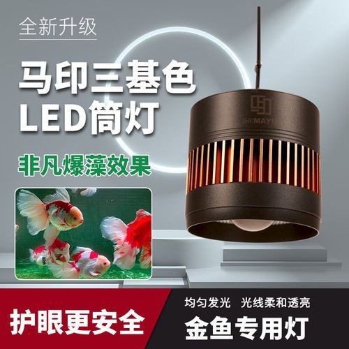 龍人最好的三個職業【《龍人最好的三個職業》】 龍人最好的三個職業【《龍人最好的三個職業》】 龍魚百科 第12張