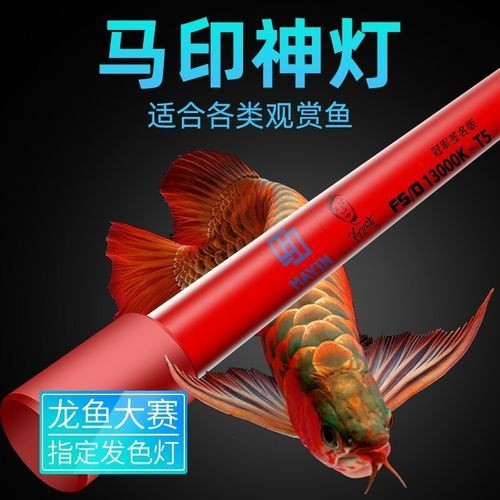 龍人最好的三個職業【《龍人最好的三個職業》】 龍人最好的三個職業【《龍人最好的三個職業》】 龍魚百科 第11張