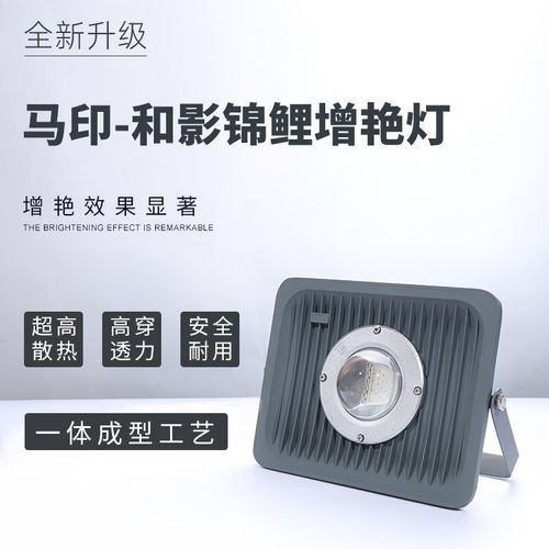 龍人最好的三個職業【《龍人最好的三個職業》】 龍人最好的三個職業【《龍人最好的三個職業》】 龍魚百科 第20張