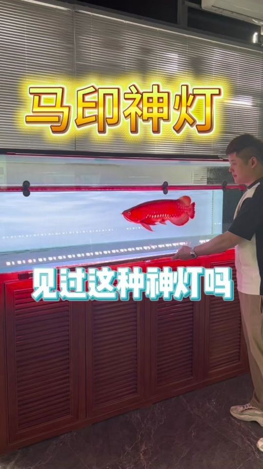 龍人最好的三個職業【《龍人最好的三個職業》】 龍人最好的三個職業【《龍人最好的三個職業》】 龍魚百科 第18張