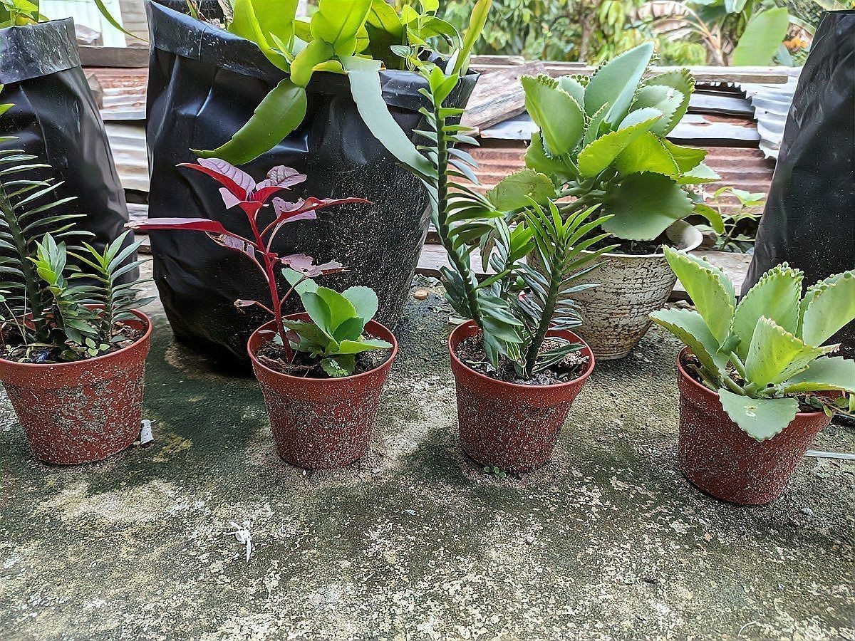 虎刺梅【《虎刺梅：先多了一倍，每個枝頭都頂著】 虎刺梅【《虎刺梅：先多了一倍，每個枝頭都頂著】 龍魚論壇 第6張