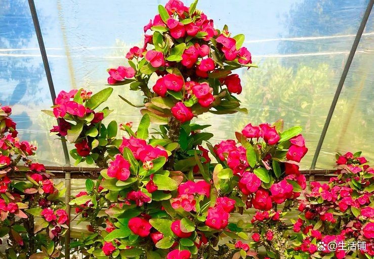 虎刺梅【《虎刺梅：先多了一倍，每個枝頭都頂著】 虎刺梅【《虎刺梅：先多了一倍，每個枝頭都頂著】 龍魚論壇 第13張