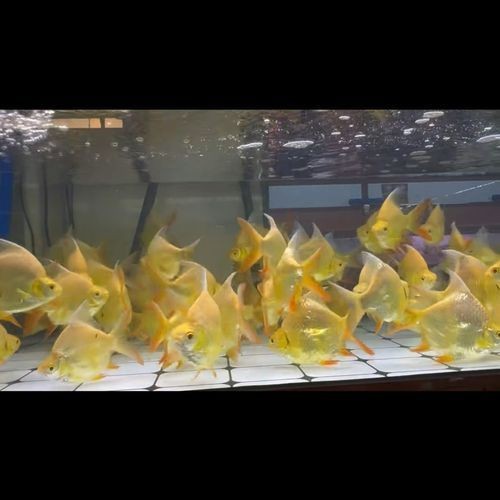 龍魚虎魚最佳搭配圖【養(yǎng)魚老道，龍魚和什么魚混養(yǎng)比較合適】