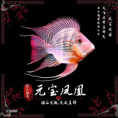 觀賞魚市場龍缸水草的摘要：佛山觀賞魚市場龍缸水草的摘要，佛山觀賞魚市場龍缸水草的摘要