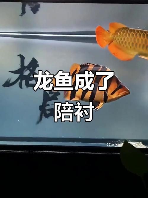 龍魚虎魚最佳搭配圖【養魚老道，龍魚和什么魚混養比較合適】