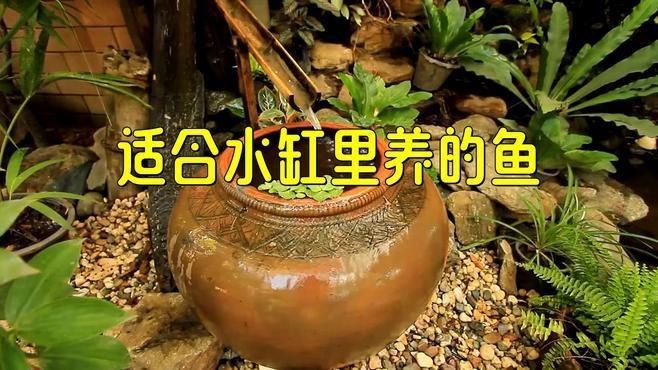 老式水缸適合養(yǎng)什么魚(yú)【古法缸必養(yǎng)五種魚(yú),耐性強(qiáng)又美觀】