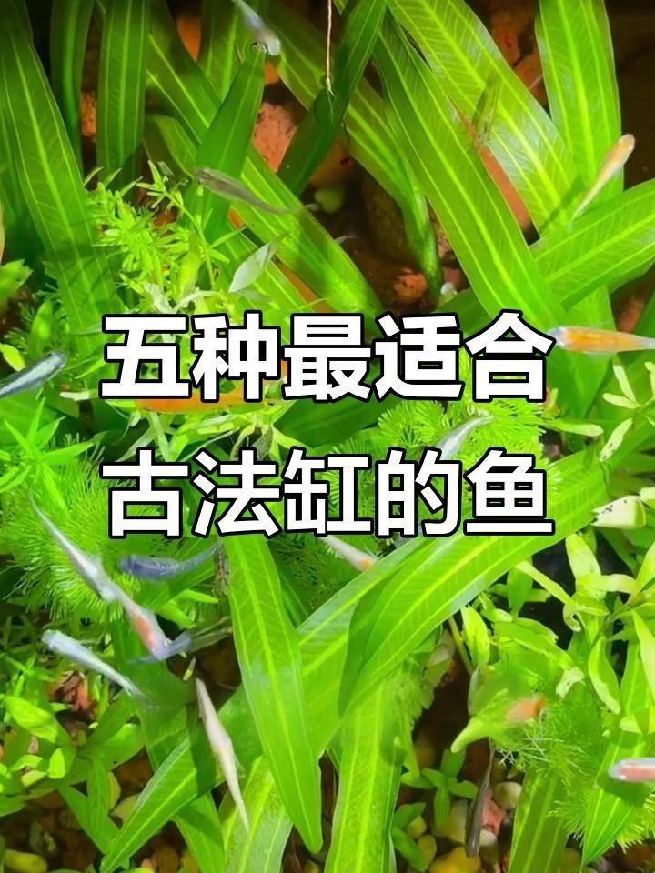 老式水缸適合養(yǎng)什么魚(yú)【古法缸必養(yǎng)五種魚(yú),耐性強(qiáng)又美觀】