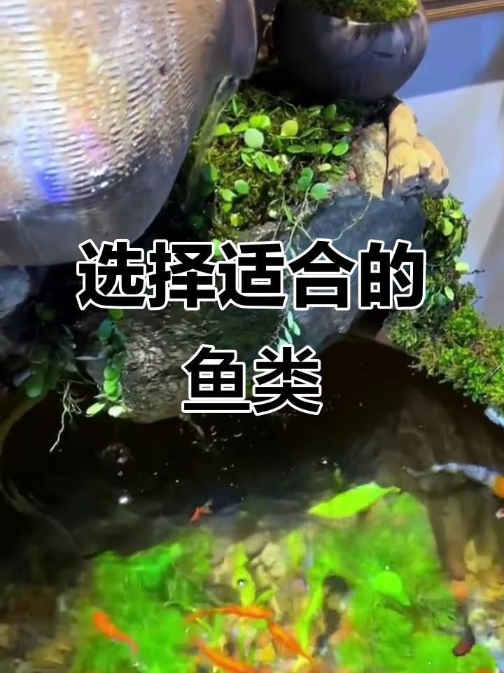 老式水缸適合養什么魚【古法缸必養五種魚,耐性強又美觀】
