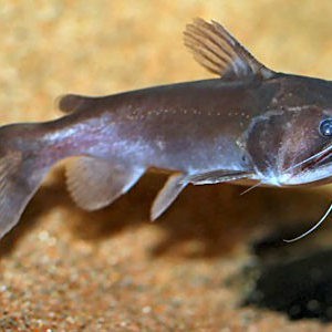 大嘴鯨魚品種【2018年北京水族館的大嘴鯨魚品種實驗顯示12條】