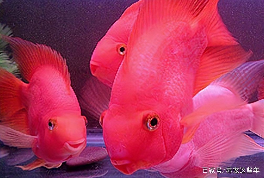 紅色財(cái)神魚買回去就變白【紅色財(cái)神魚變白了怎么辦】