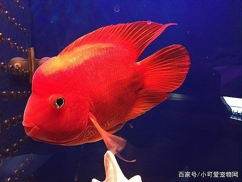 紅色財(cái)神魚買回去就變白【紅色財(cái)神魚變白了怎么辦】