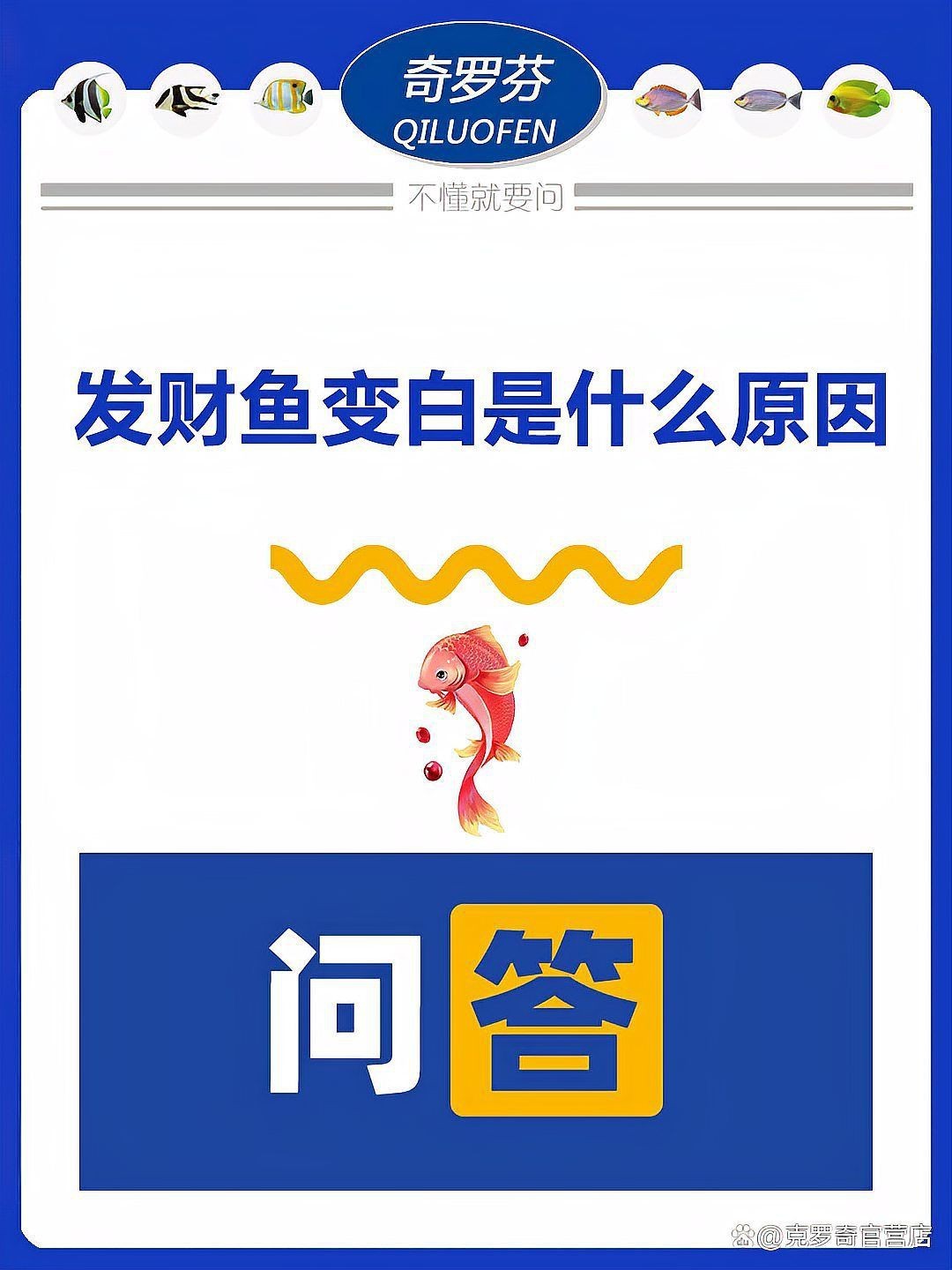 紅色財神魚買回去就變白【紅色財神魚變白了怎么辦】 紅色財神魚買回去就變白【紅色財神魚變白了怎么辦】 龍魚論壇 第5張