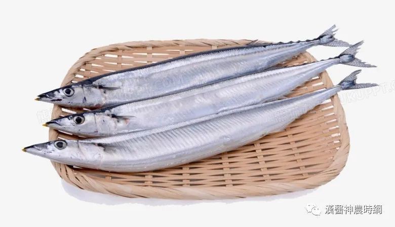 秋刀魚的營(yíng)養(yǎng)價(jià)值及功效【復(fù)禾健康秋刀魚的營(yíng)養(yǎng)價(jià)值與功效】