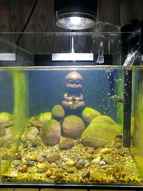 魚缸爆藻是好還是不好【萌寵趣探社，魚缸長藻都有什么利弊】