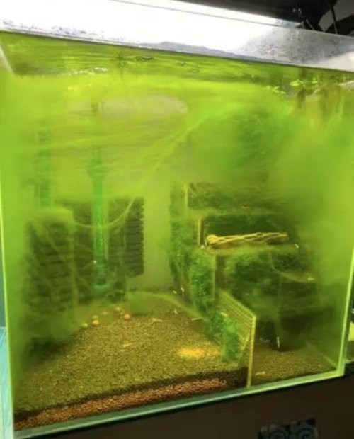 魚缸爆藻是好還是不好【萌寵趣探社，魚缸長藻都有什么利弊】
