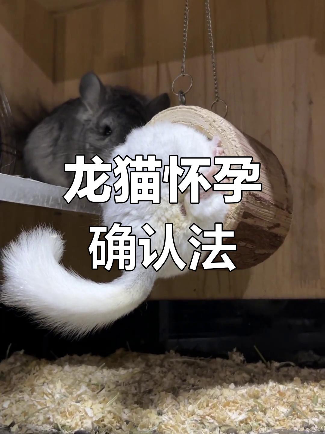如何判斷龍貓是否懷孕？【如何判斷龍貓是否懷孕】 如何判斷龍貓是否懷孕？【如何判斷龍貓是否懷孕】 龍魚百科 第2張