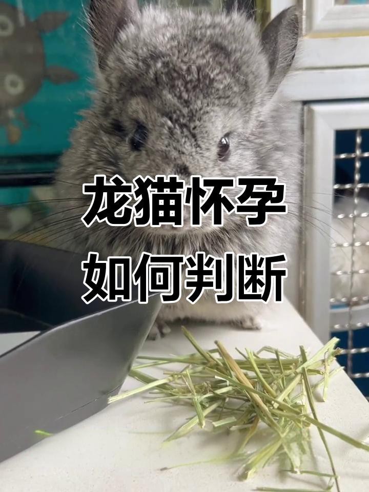 如何判斷龍貓是否懷孕？【如何判斷龍貓是否懷孕】 如何判斷龍貓是否懷孕？【如何判斷龍貓是否懷孕】 龍魚百科 第5張
