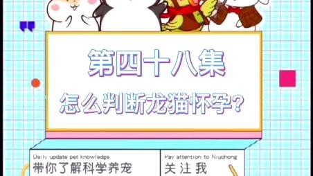 如何判斷龍貓是否懷孕？【如何判斷龍貓是否懷孕】 如何判斷龍貓是否懷孕？【如何判斷龍貓是否懷孕】 龍魚百科 第4張