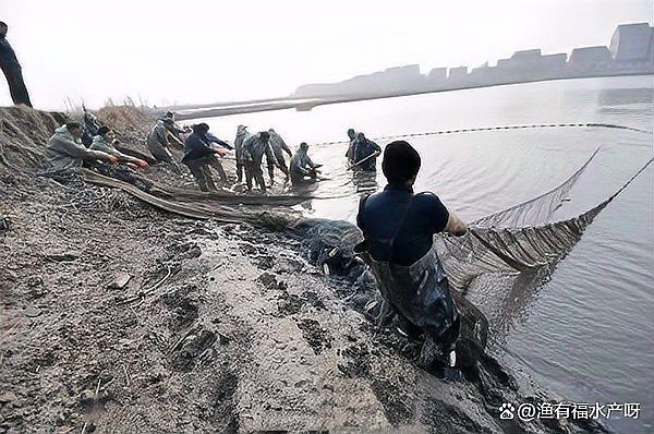 龍魚水霉病最好的治療方法【龍魚得了水霉病怎么治最快掌握這些方法魚兒健康無憂】 龍魚水霉病最好的治療方法【龍魚得了水霉病怎么治最快掌握這些方法魚兒健康無憂】 龍魚論壇 第5張
