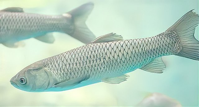 龍魚水霉病最好的治療方法【龍魚得了水霉病怎么治最快掌握這些方法魚兒健康無憂】 龍魚水霉病最好的治療方法【龍魚得了水霉病怎么治最快掌握這些方法魚兒健康無憂】 龍魚論壇 第8張