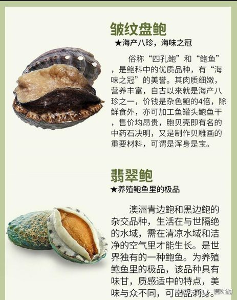 十大最貴鮑魚排名【世界十大最貴鮑魚品種排行榜《十大最貴鮑魚排名》】 十大最貴鮑魚排名【世界十大最貴鮑魚品種排行榜《十大最貴鮑魚排名》】 龍魚論壇 第4張