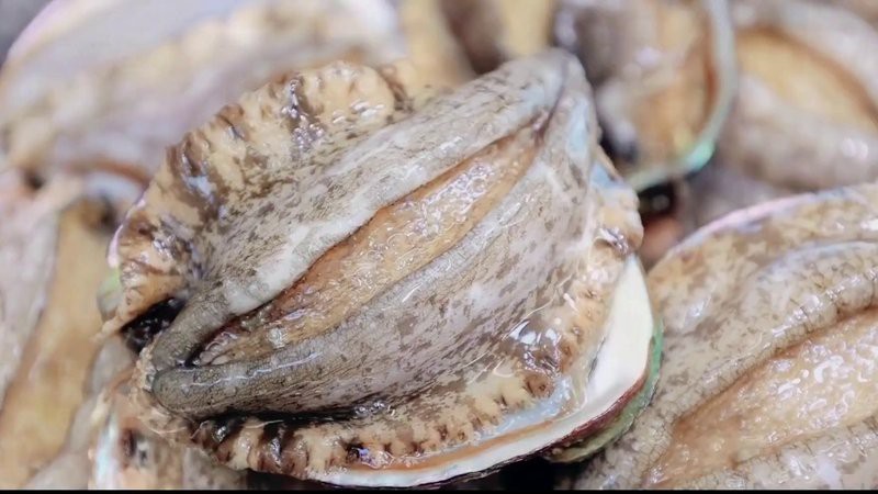 十大最貴鮑魚排名【世界十大最貴鮑魚品種排行榜《十大最貴鮑魚排名》】 十大最貴鮑魚排名【世界十大最貴鮑魚品種排行榜《十大最貴鮑魚排名》】 龍魚論壇 第9張