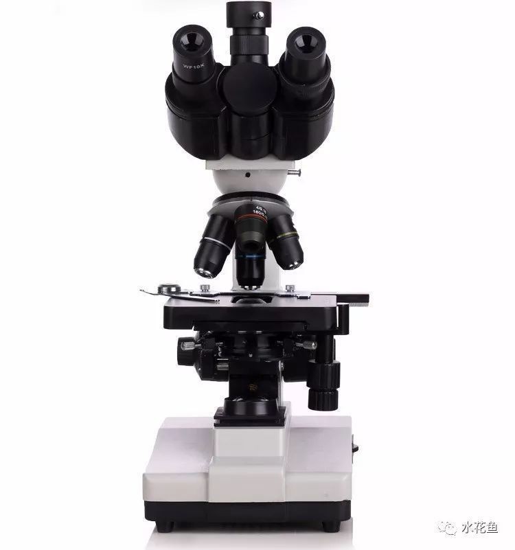 如何判斷魚是細菌還是真菌【-科學養魚22.細菌性疾病的診斷與防治措施】