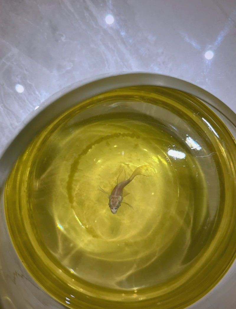 藍帆五間魚脫變最簡單三個方法【浪跡天涯的狗南楓leo,藍帆五間魚的脫變可嘗試以下三種簡單方法】