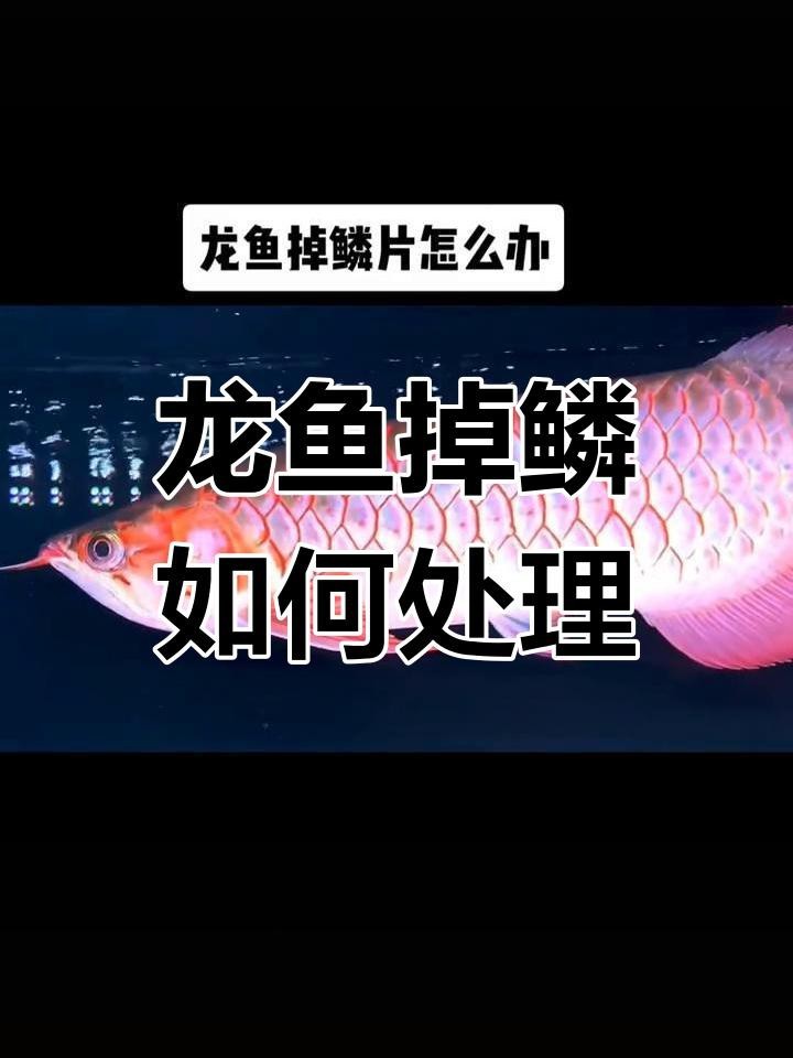 龍魚鱗片松動如何預防？【龍魚掉鱗片怎么辦這些方法幫你恢復健康全民小視頻】 龍魚鱗片松動如何預防？【龍魚掉鱗片怎么辦這些方法幫你恢復健康全民小視頻】 龍魚百科 第3張
