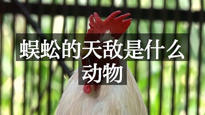 紅龍蜈蚣有哪些天敵？【紅龍蜈蚣的天敵是什么？】