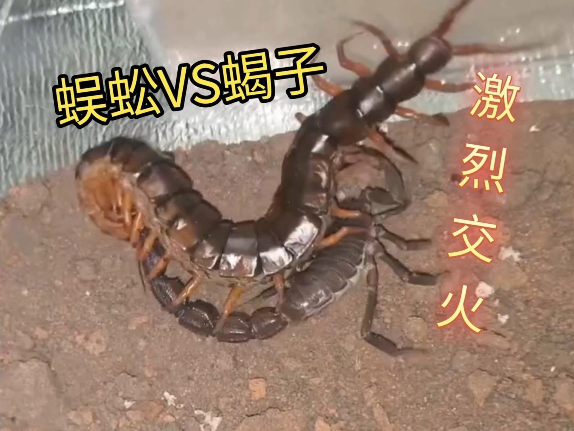 紅龍蜈蚣有哪些天敵？【紅龍蜈蚣的天敵是什么？】
