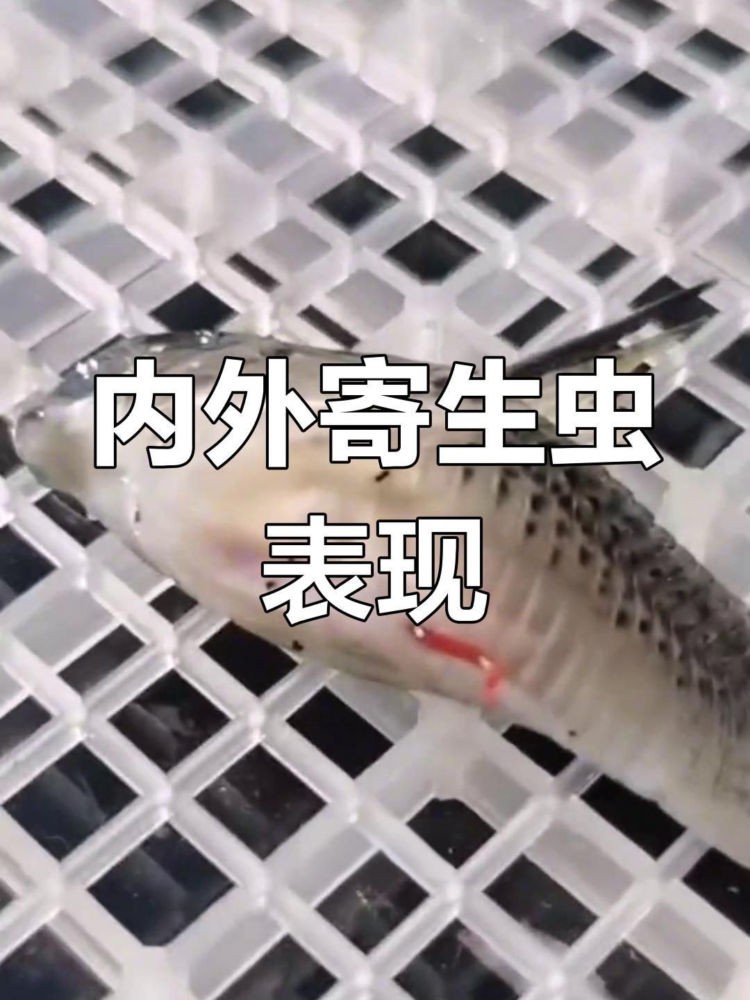 龍魚內寄和外寄的癥狀有哪些區(qū)別？【如何判斷龍魚有寄生蟲】