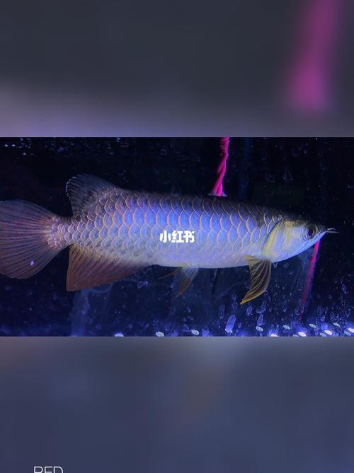 金龍魚藍底過背的圖片【《金龍魚藍底過背：獨特魅力的水中精靈》】