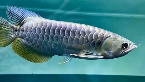 金龍魚藍底過背的圖片【《金龍魚藍底過背：獨特魅力的水中精靈》】