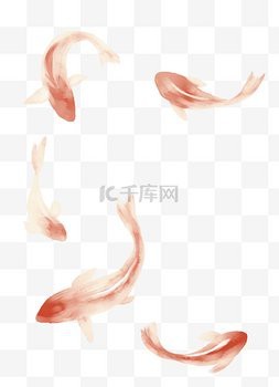 高清龍鳳魚圖片做壁紙合適嗎？【高清龍鳳魚圖片壁紙有哪些尺寸】