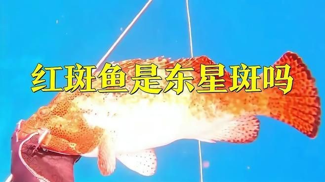 紅斑魚和東星斑的區別【紅斑魚與東星斑的區別】