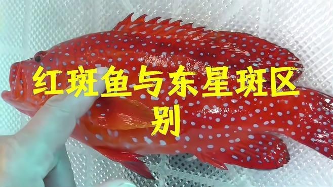 紅斑魚和東星斑的區別【紅斑魚與東星斑的區別】
