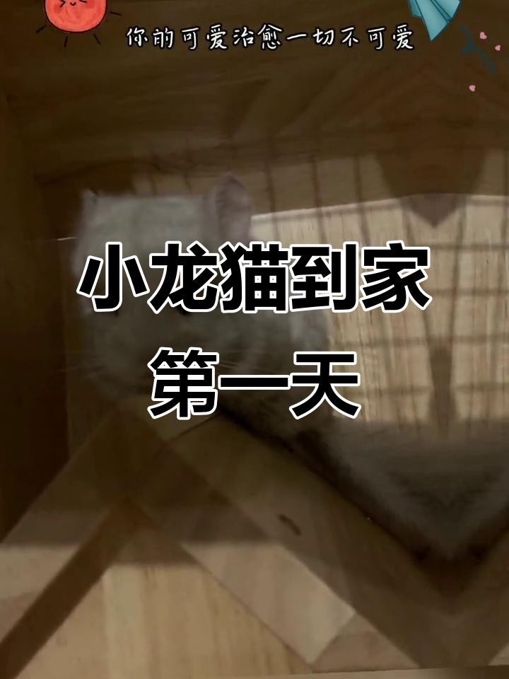 龍貓多久適應(yīng)新主人？【如何讓龍貓從緊張到粘人三步搞定龍貓認(rèn)主時(shí)間表】