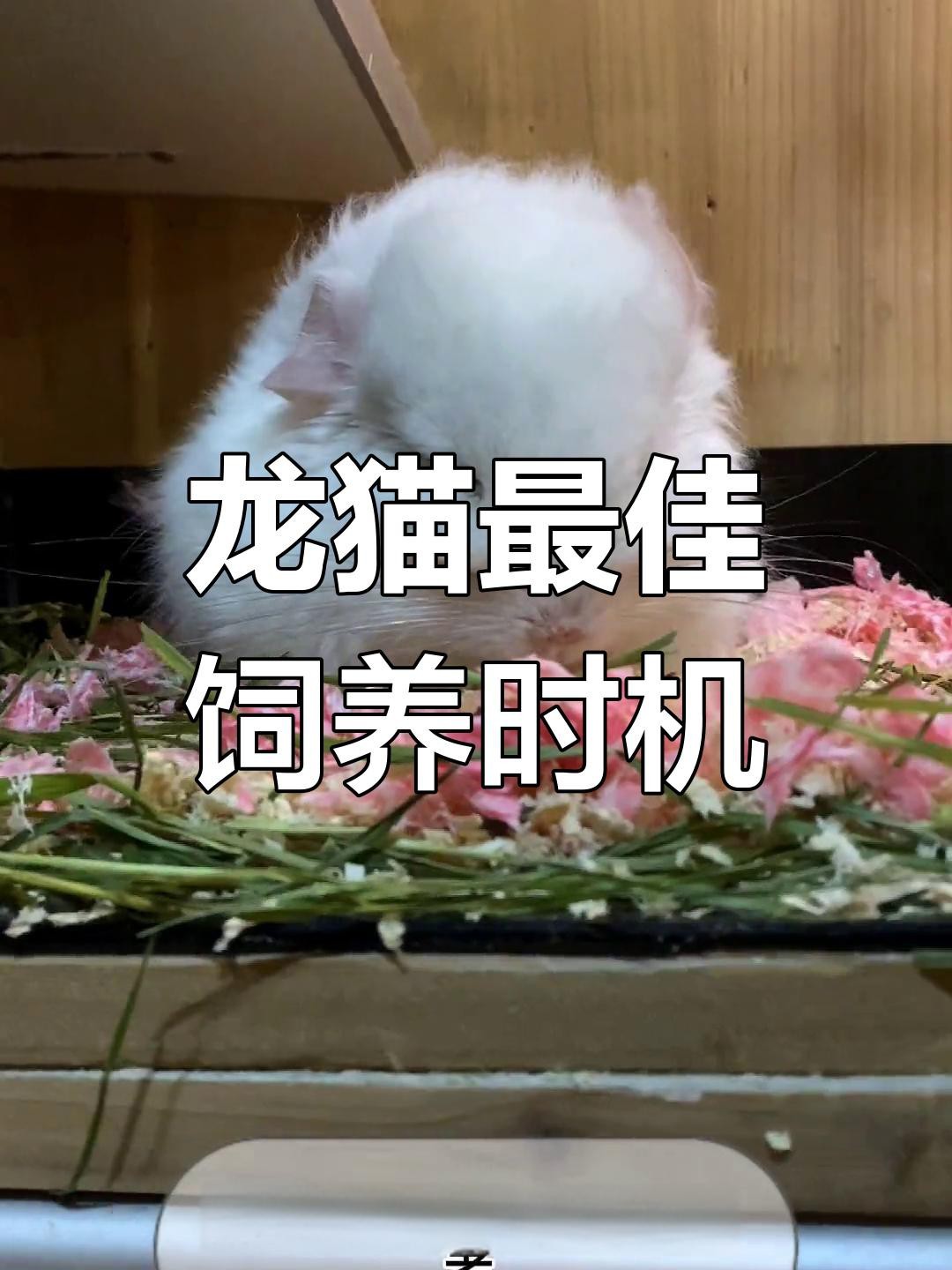 龍貓多久適應(yīng)新主人？【如何讓龍貓從緊張到粘人三步搞定龍貓認(rèn)主時(shí)間表】