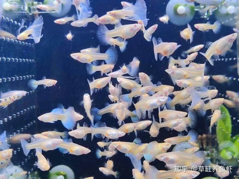 錦鯉浮頭但是不缺氧【錦鯉浮頭并非缺氧的情況較為復雜，錦鯉浮頭并非削弱血液】 錦鯉浮頭但是不缺氧【錦鯉浮頭并非缺氧的情況較為復雜，錦鯉浮頭并非削弱血液】 龍魚百科 第13張