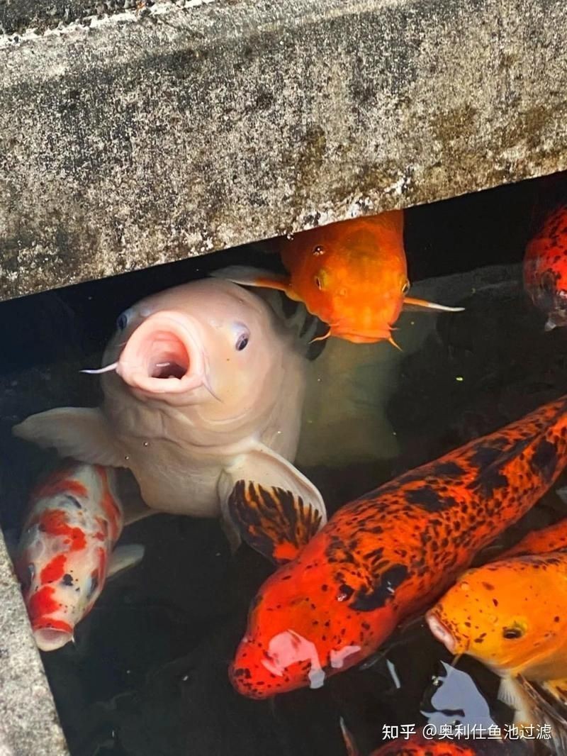 錦鯉浮頭但是不缺氧【錦鯉浮頭并非缺氧的情況較為復雜，錦鯉浮頭并非削弱血液】 錦鯉浮頭但是不缺氧【錦鯉浮頭并非缺氧的情況較為復雜，錦鯉浮頭并非削弱血液】 龍魚百科 第11張