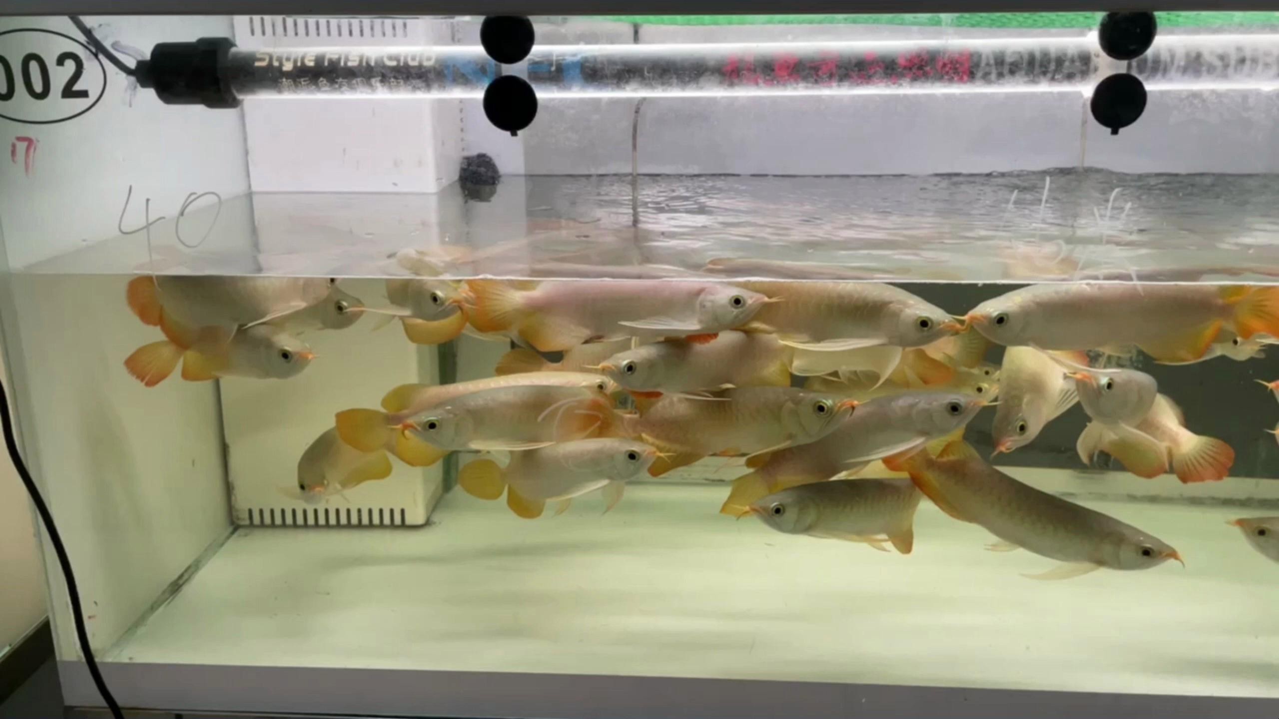 如何預(yù)防龍魚(yú)脫肛？【新景致水族館李河敏第108話(huà)龍魚(yú)脫肛嗶哩嗶哩】